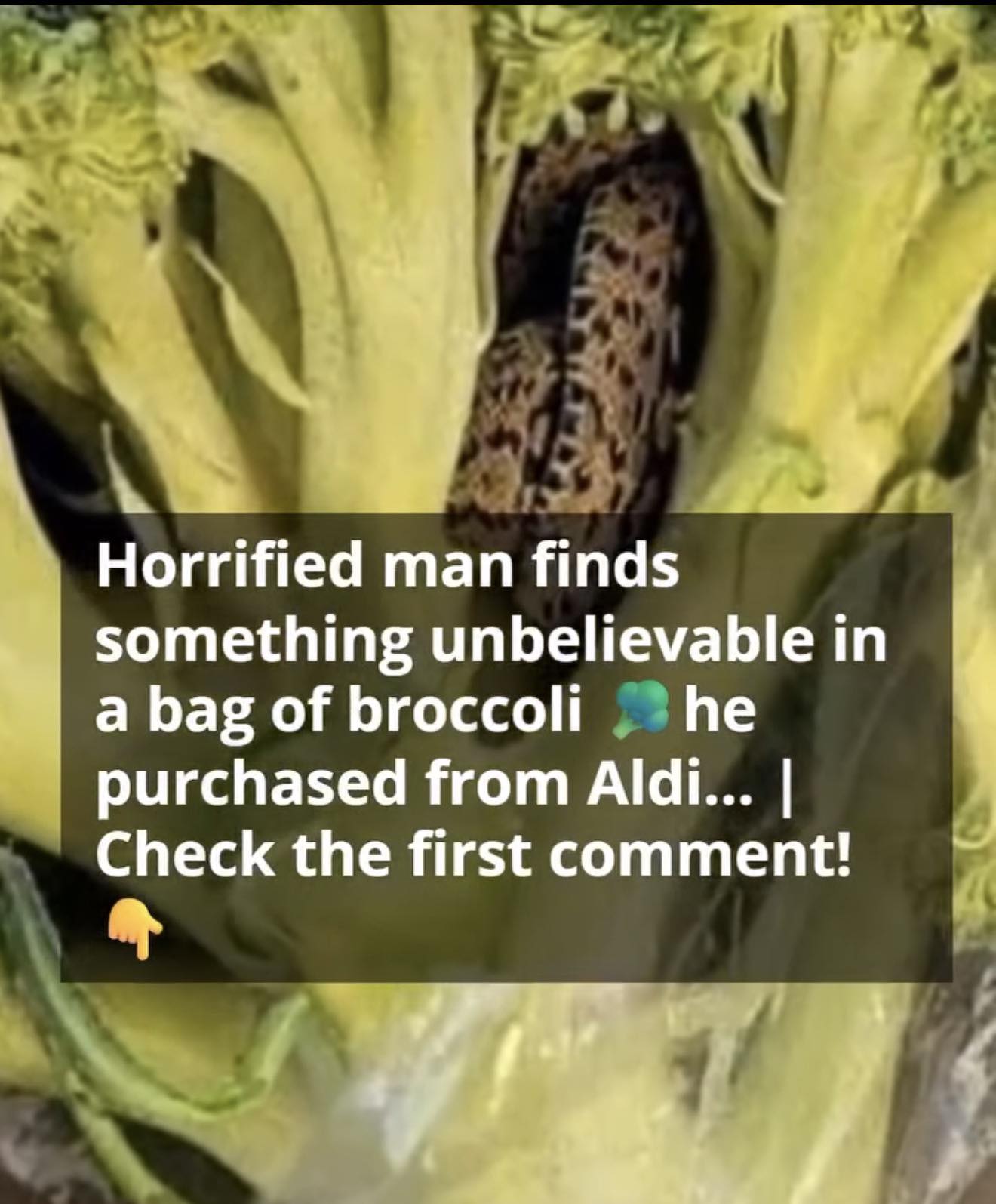 Man Opens Bag Of Aldi Broccoli And Is Absolutely Horrified When He Discovers A Slithering Nightmare Inside