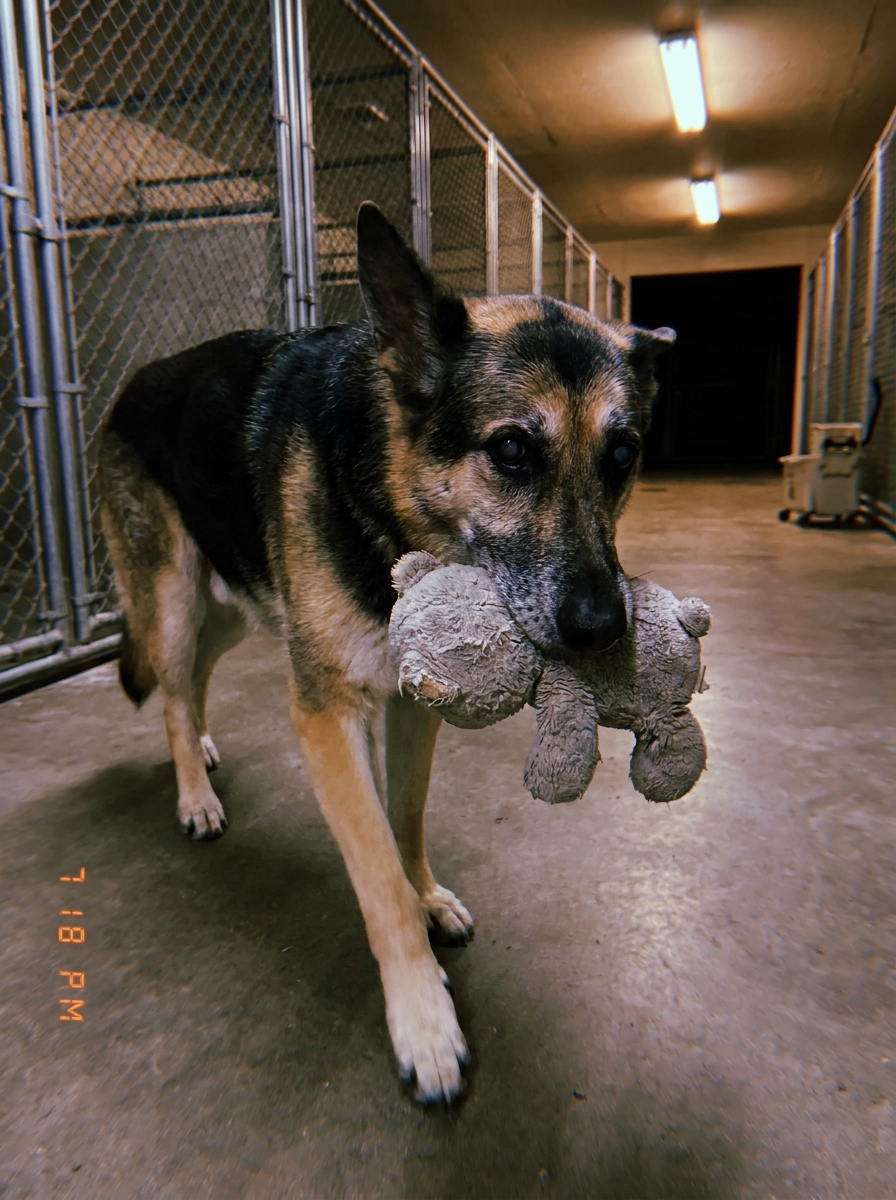 Part 2: An Old Dog at Our Shelter Carried the Same Toy to Every New Puppy, Then Walked Back to His Empty Kennel Alone. We Did Not Understand Why That Toy — Until We Found His Surrender Paperwork From Six Years Ago.
