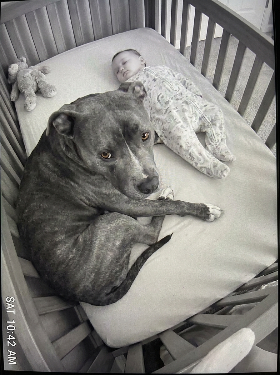 Part 2: I Ran Into the Nursery and Screamed When I Saw Our Pit Bull Standing Over My Baby With His Mouth on Her Head. Then We Watched the Security Footage — and I Understood What I’d Just Pulled Him Away From.